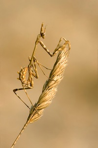 Empusa pennata