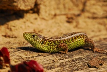 Männliche Zauneidechse *Lacerta agilis*