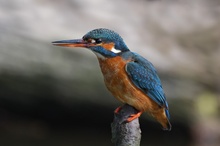 Eisvogel in Brandenburg