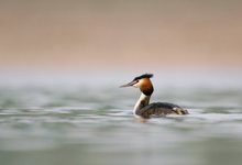 Ein bisschen Haubentaucher im schönen Wasser