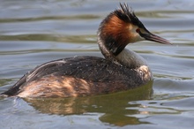 Haubentaucher (Podiceps cristatus)