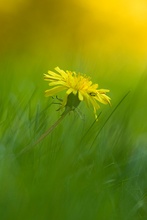 ~ Taraxacum officinale ~