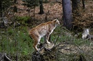 Luchs