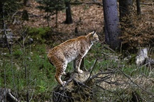 Luchs