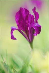 Iris pumila