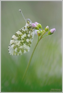 Aurorafalter (Anthocaris cardamines)