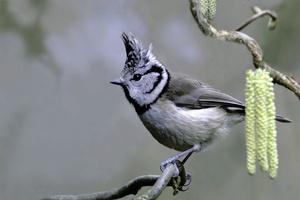 Haubenmeise Parus cristatus