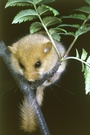Haselmaus