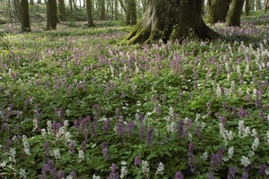 Im "Duftenden Wald" I