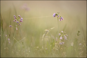 Wiesenschaumkrautduo