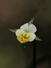 Ackerstiefmütterchen (Viola arvensis)