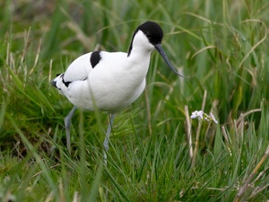 Säbelschnäbler im Gras