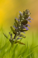 ~ Ajuga reptans ~