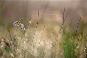 Wiesenschaumkrauttraum