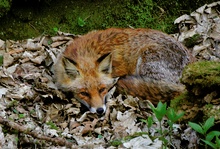 schlafender Fuchs