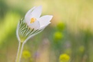 Alpen Küchenschelle - Pulsatilla vulgaris 'Alba'