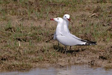 Korallenmöwen (Larus Audouinii) für Lukas Thiess...