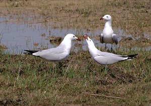 Balzverhalten der Korallenmöwen für Wolf Spillner...