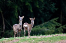 Geiß mit letztjährigem Bockkitz im Bast