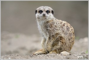 Erdmännchen (Suricata suricatta)