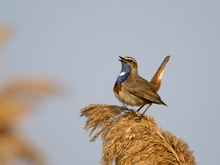 Luscinia cyanecula