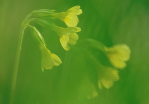 Hohe Schlüsselblume (Primula elatior)