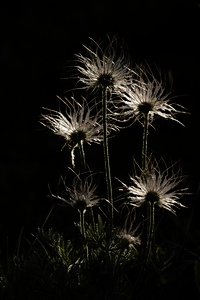 auch nach der Blüte