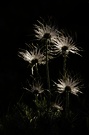 auch nach der Blüte