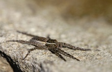 Listspinne