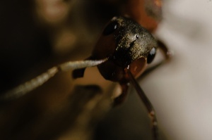 Rote Waldameise (Formica rufa)