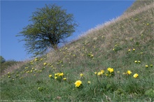 Frühlings-Adonisröschen (Adonis vernalis)