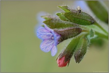 mal 'was Gesundes... Geflecktes Lungenkraut *Pulmonaria officinalis*