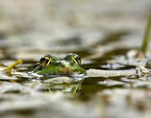 Frosch