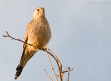 Konzentrierter Turmfalke Vol. 2