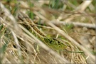 Zauneidechse (Lacerta agilis)
