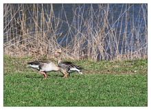 Wildgänse an der Donau