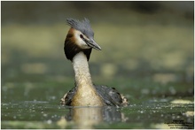 Haubentaucher (Podiceps cristatus)