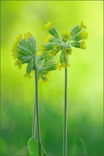 Primula veris subsp. veris