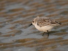 Sanderling