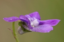 Bayrisches Veilchen (viola x bavarica)