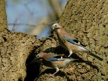 Ehepaar Eichelhäher beim Nestbau