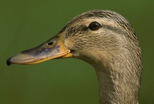 Zwei scharfe Vögel /I...