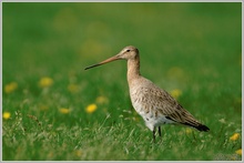 Uferschnepfe (Limosa limosa)