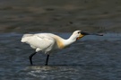 Löffler auf Texel