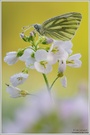 Grünaderweißling (Pieris napi)