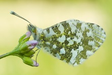 ~ Anthocharis cardamines ~