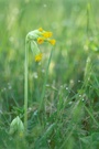 Schlüsselblume