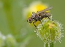 Fliege