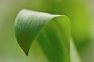 Bärlauchblatt (Allium ursinum)