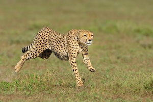 Jagender Gepard